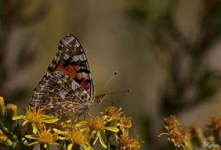 Diken Kelebei (Vanessa cardui)