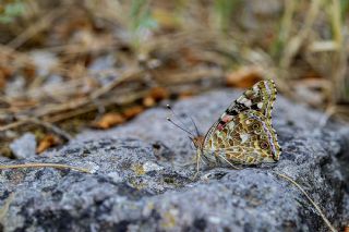 Diken Kelebei (Vanessa cardui)