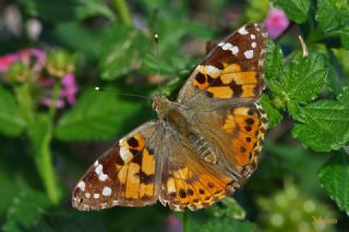 Diken Kelebei (Vanessa cardui)