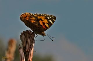 Diken Kelebei (Vanessa cardui)