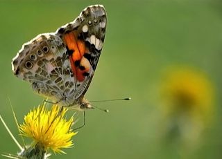 Diken Kelebei (Vanessa cardui)