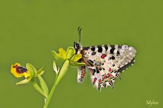 Orman Fistosu (Allancastria  cerisyi)