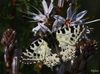 Orman Fistosu (Allancastria  cerisyi)