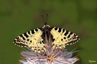 Orman Fistosu (Allancastria  cerisyi)