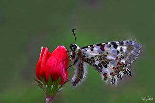 Orman Fistosu (Allancastria  cerisyi)