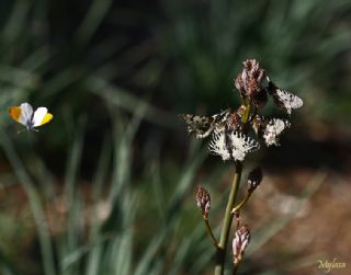 Orman Fistosu (Allancastria  cerisyi)