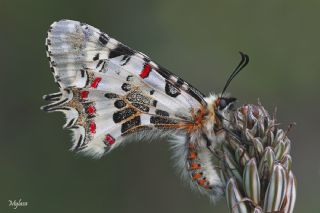 Orman Fistosu (Allancastria  cerisyi)