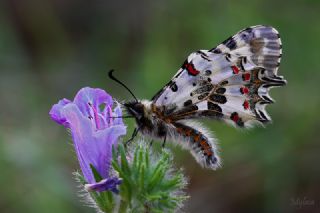 Orman Fistosu (Allancastria  cerisyi)