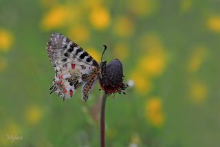 Orman Fistosu (Allancastria  cerisyi)