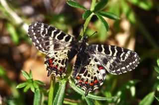 Orman Fistosu (Allancastria  cerisyi)