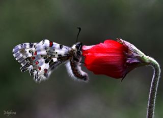 Orman Fistosu (Allancastria  cerisyi)