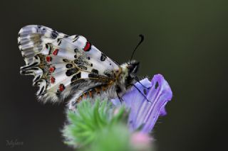 Orman Fistosu (Allancastria  cerisyi)