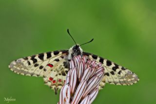 Orman Fistosu (Allancastria  cerisyi)