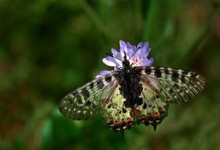 Orman Fistosu (Allancastria  cerisyi)