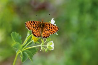 Beyaz �nci&nbsp;(Clossiana&nbsp;euphrosyne)
