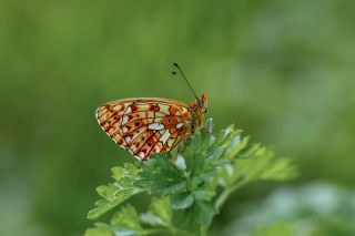 Beyaz �nci&nbsp;(Clossiana&nbsp;euphrosyne)