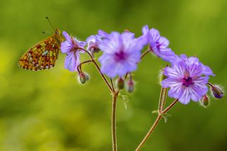 Beyaz �nci&nbsp;(Clossiana&nbsp;euphrosyne)