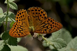 Cengaver (Argynnis paphia)