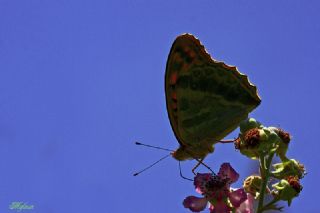 Cengaver (Argynnis paphia)