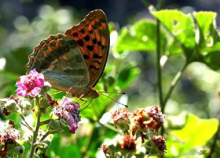 Cengaver (Argynnis paphia)