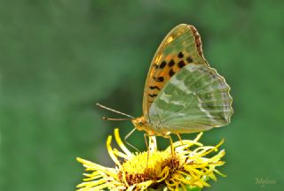 Cengaver (Argynnis paphia)