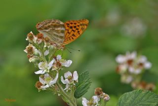 Cengaver (Argynnis paphia)