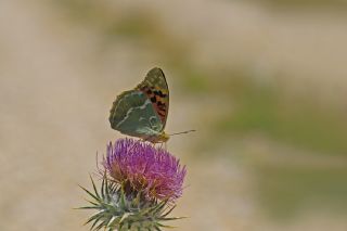 Bahadr (Argynnis pandora)