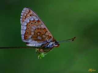 Nazuum (Euphydryas aurinia)