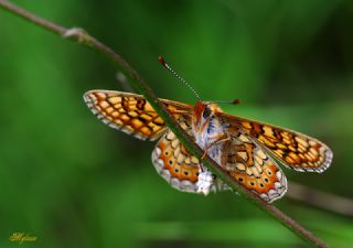 Nazuum (Euphydryas aurinia)