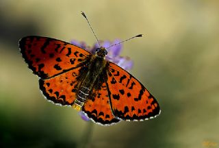 Benekli parhan (Melitaea didyma)