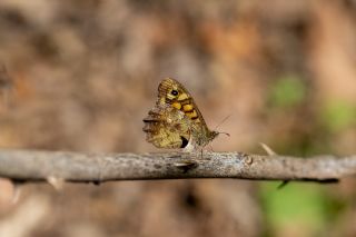 Karanl�k Orman Esmeri&nbsp;(Pararge&nbsp;aegeria)