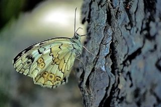 Anadolu Melikesi (Melanargia larissa)
