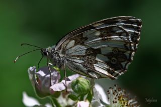 Orman Melikesi (Melanargia galathea)