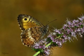 Seyit (Arethusana arethusa)