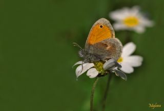 Kk Zpzp Perisi (Coenonympha pamphilus)