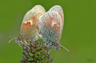 Kk Zpzp Perisi (Coenonympha pamphilus)