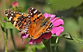 Diken Kelebei (Vanessa cardui)