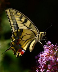 Krlangkuyruk (Papilio machaon)