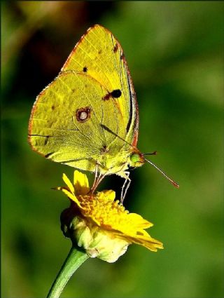 Sar Azamet (Colias croceus)