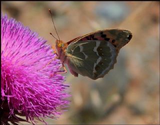 Bahadr (Argynnis pandora)