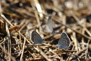 das Mavisi, Esmergz (Plebejus idas)