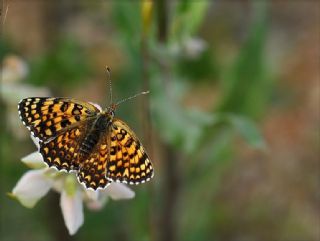 Benekli Byk parhan (Melitaea phoebe)