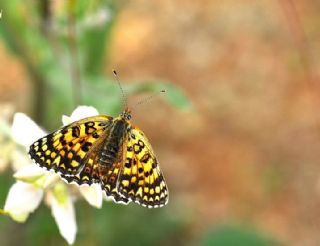 Benekli Byk parhan (Melitaea phoebe)