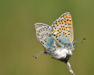 Anadolu Gelincii (Tomares nogelii)