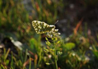 Da Oykls (Euchloe ausonia)