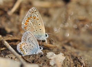 das Mavisi, Esmergz (Plebejus idas)