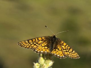 Nazuum (Euphydryas aurinia)