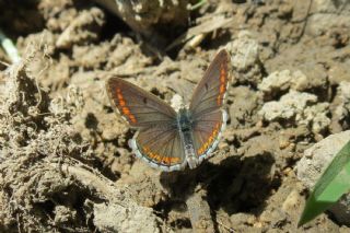 okgzl Esmer (Aricia agestis)