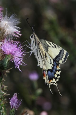 Krlangkuyruk (Papilio machaon)