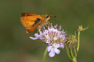 Orman Zpzp (Ochlodes sylvanus)